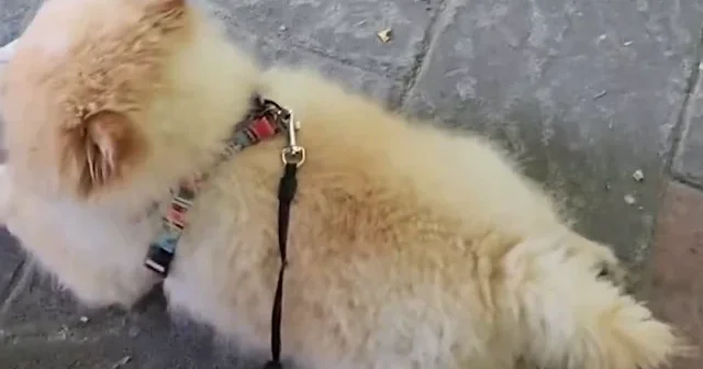 İşletme içindeki köpek tartışması sosyal medyayı ikiye böldü: Yasak olduğunu duyunca hesabı ödemek istemedi VİDEO İZLE