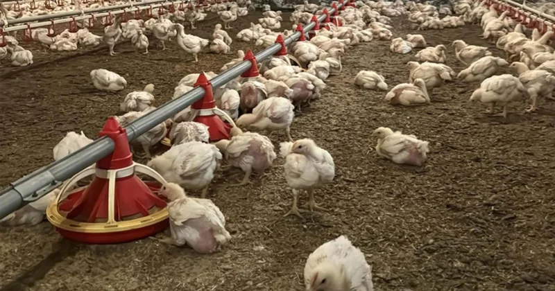 Dünyanın et tüketimi son 60 yılda dört katına çıktı