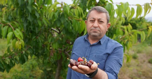 Tokat ta aşırı yağış kirazı vurdu Tokat Haberleri