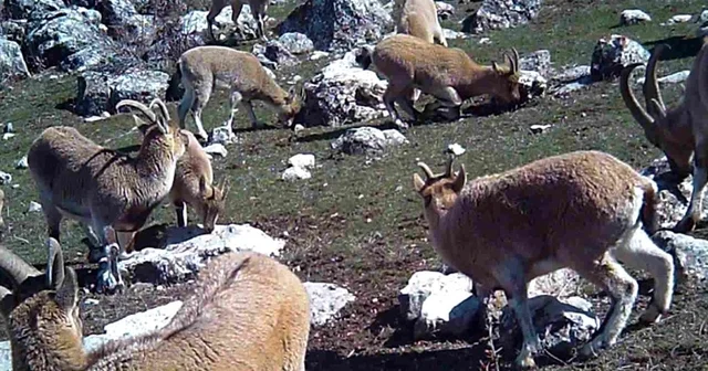 Munzur un sessiz misafirleri fotokapana takıldı Erzincan Haberleri