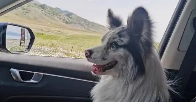 1,5 milyon takipçili köpeğin trajik sonu Sözcü Gazetesi