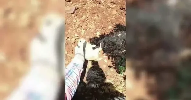 Çiftçi ile tarlasına giren yavru tavşanın gülümseten diyaloğu: Anan mı yedi, baban mı?
