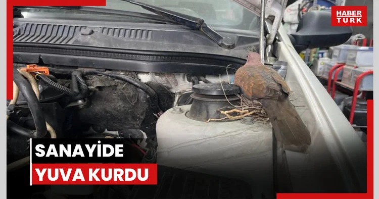 Sanayide yuva kurdu