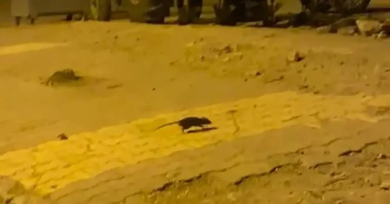 Lağım fareleri korkutuyor