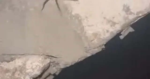Elazığ da zehirli sarıkız örümceği görüldü Elazığ Haberleri Habertürk Yerel Haberler