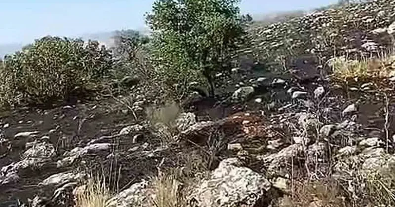 Araban’da fıstıklık ve otluk alanda yangın