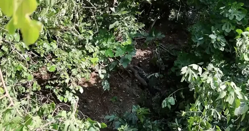 Yer: Hatay! Koku ihbarına giden ekipler ağaçta asılı ceset buldu