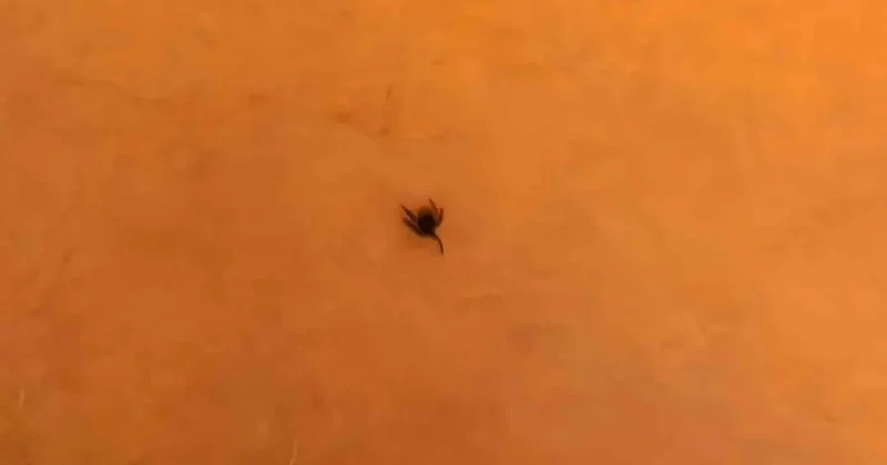 İnegöl’de kene alarmı