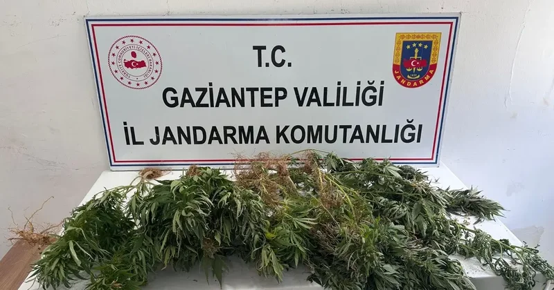 Gaziantep te kenevir ekimine yönelik operasyonda 8 şüpheli hakkında adli işlem