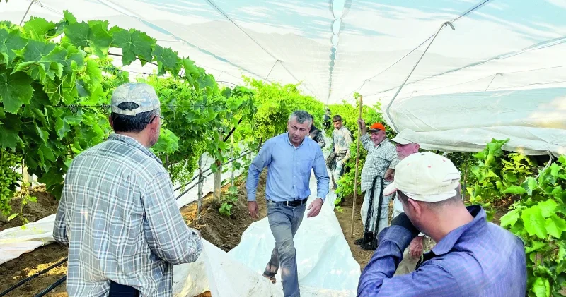Manisa da üzüm üreticileri beyaz örtü mesaisinde Yerel Gündem Haberleri