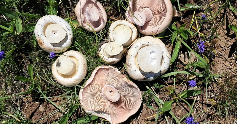 Zehirli mantarlara dikkat! Zehirsiz türler de tehlikeli hale geliyor Haberler