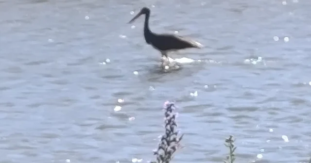 Çoruh Nehri nde balık avlayan kara leylek kamerada Bayburt Haberleri Habertürk Yerel Haberler
