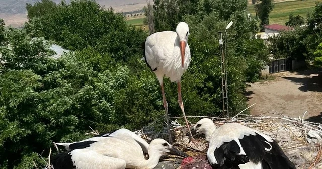 Güroymak ta yaralı leylek ve yavrularına şefkat eli Bitlis Haberleri Habertürk Yerel Haberler