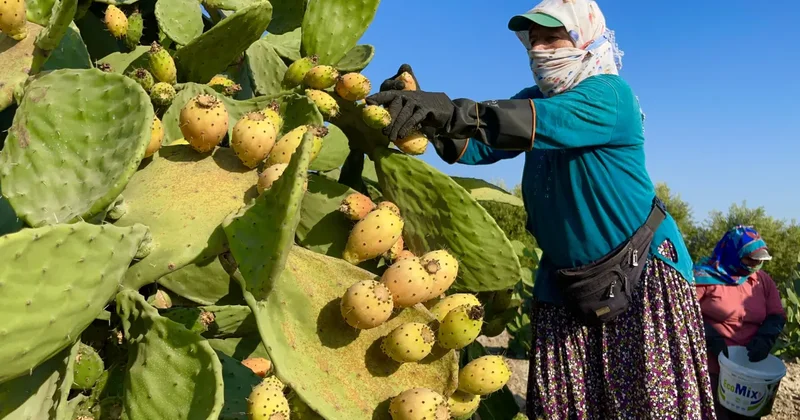 Toplaması çile, tadı doyumsuz! Kilosu 30 liradan satışa çıktı