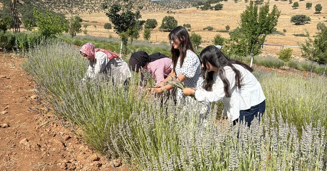 40 yıldır atıl duran arazi, kadınların emeğiyle lavanta bahçesine dönüştü Mardin Haberleri Habertürk Yerel Haberler