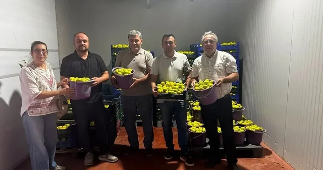 Buharkent te incir bahçeleri ve alım noktalarında Fusarium denetimi Aydın Haberleri Habertürk Yerel Haberler