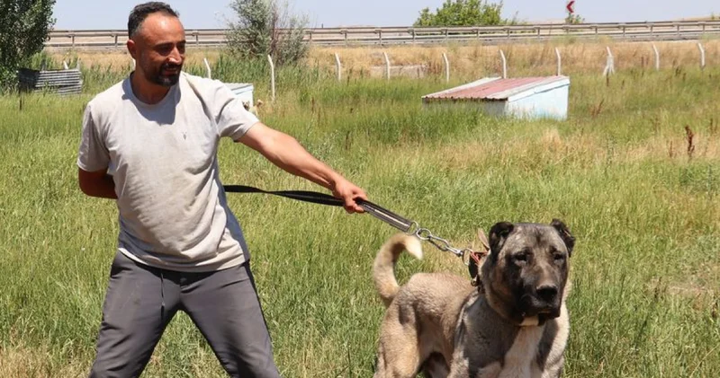 En güzel Kangal olmak için yarışacaklar