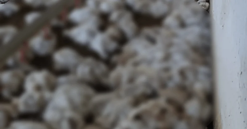 Havalandırma arızalandı, 4 bin tavuk öldü Sözcü Gazetesi