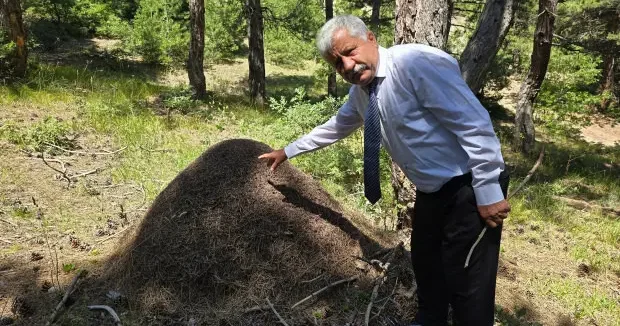 Yozgat haberleri Dev karınca yuvaları görenler dönüp bir daha baktı! Tam bir metre boyunda... 05 Ağustos 2026