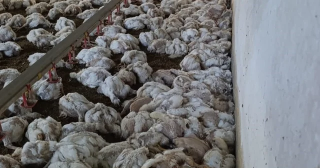 Bolu da kümesin havalandırması devre dışı kalınca 4 bin tavuk telef oldu Bolu Haberleri Habertürk Yerel Haberler