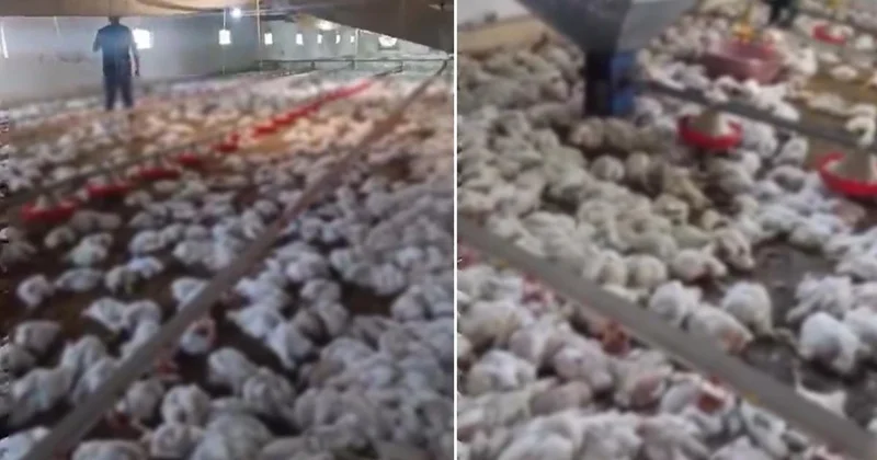 Teknik arıza faciaya dönüştü! 4 bin tavuk telef oldu