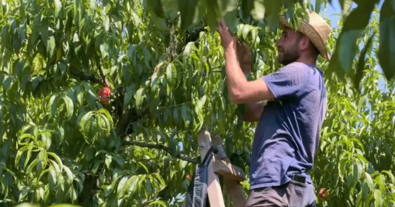 Beklenen hasat başladı: Coğrafi işaret tescilli Bursa şeftalisinin tezgahlardaki fiyatı belli oldu