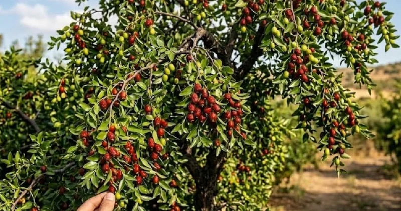 Çinlilerin gözdesi Türkiye’de tezgâhlara düştü: Kilosu 300 lira Sözcü Gazetesi