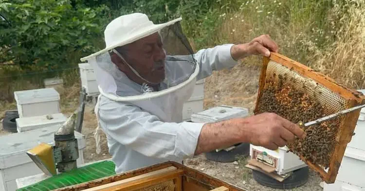 Emekli başgardiyan 50 yıldır arıların peşinde! Balları Avrupa’ya ulaştı