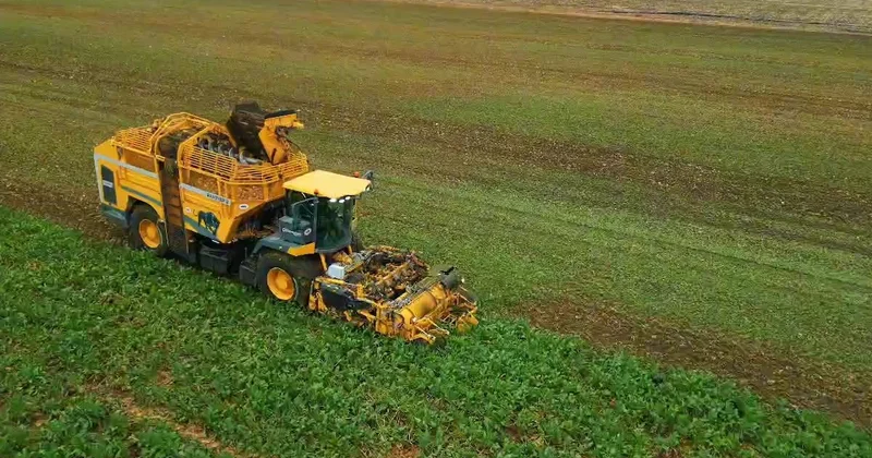 Tarladan kaldırılmaya başlandı: Dekar başına 10 ton verim alındı Sözcü Gazetesi