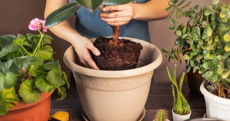 Halk arasında nazarsavar deniliyor, 4 bitki evdeki kötü enerjiyi mıknatıs gibi çekiyor Sözcü Gazetesi