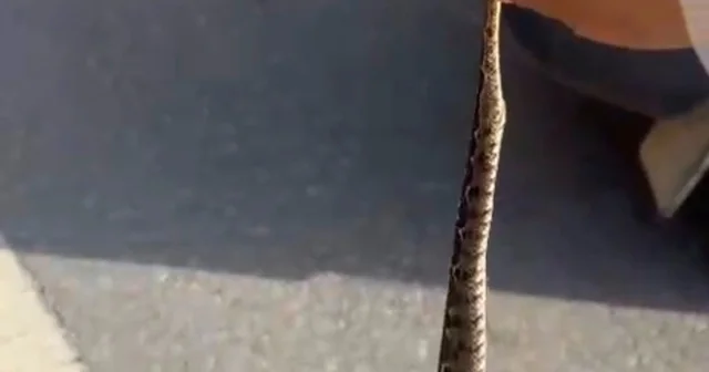 Engerek yılanını kuyruğundan yakalayıp, doğaya bıraktı; o anlar kamerada Kütahya Haberleri