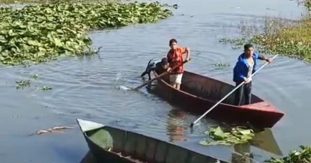 Asi Nehri ni ve gölü kaplayan su sümbülleri, dekoratif ürünlere dönüştürülecek Hatay Haberleri