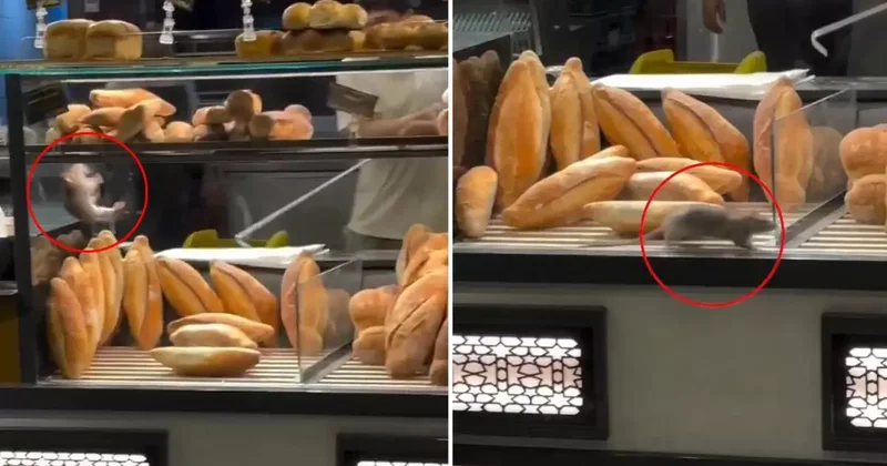 Fırında mide bulandıran görüntü: Dükkan sahibini 10 bin dolarlık teklif kurtaramadı