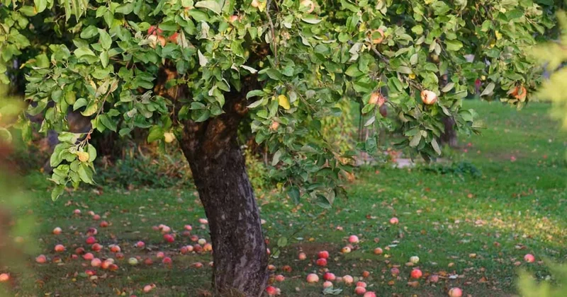 Kasım ayında ağaçtan düşen elmaları sakın toplamayın! İşte nedeni Sözcü Gazetesi
