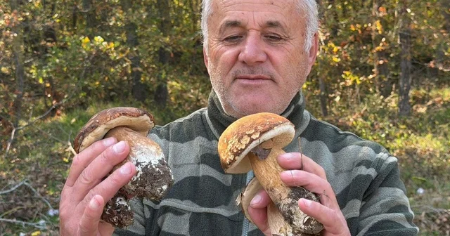 Kuraklık nedeniyle Istranca Ormanları nda mantar popülasyonu azaldı, kilosu 500 TL ye çıktı Tekirdağ Haberleri