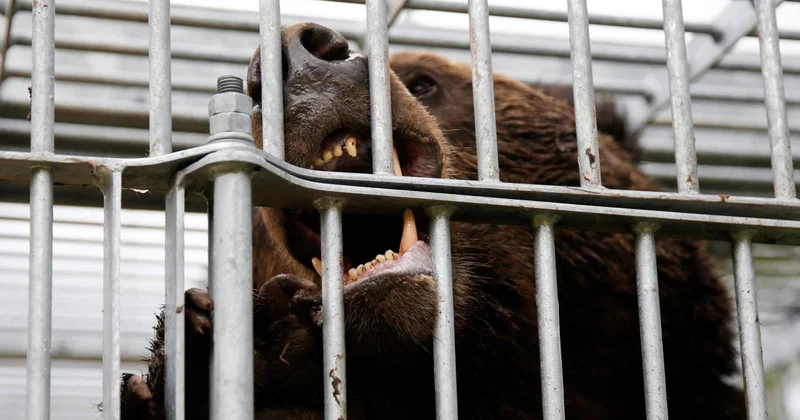 Japonya da ayı tehlikesi: Ülkenin kuzeyine asker gönderilecek