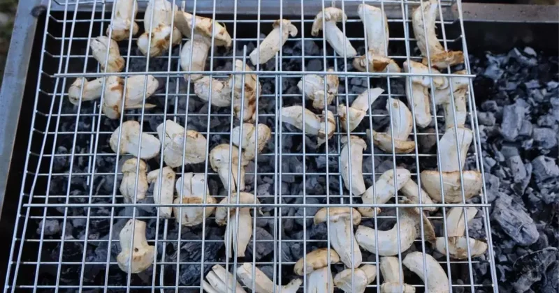 Kilosu etle yarışıyor! Japonların gözdesi beyaz altın da hasat başladı