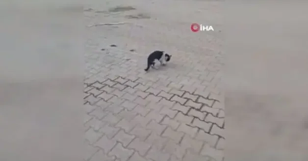 Kedi yakaladığı fareyle oynadı