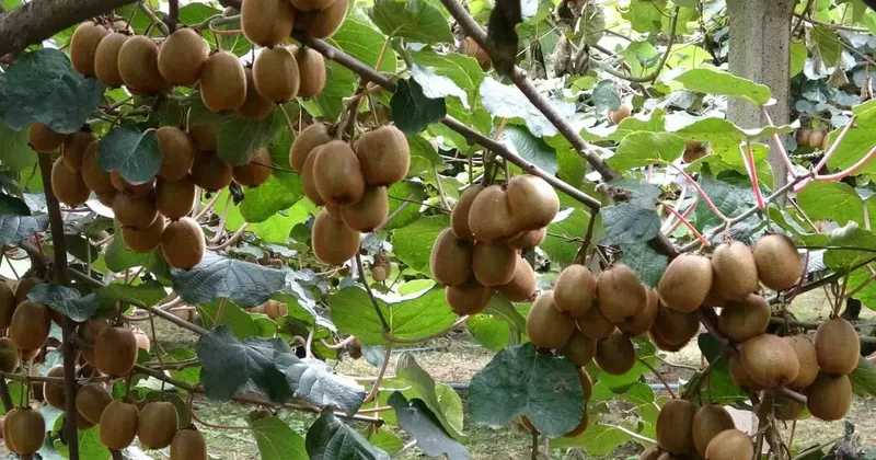 Çarşamba’da kivi hasadı başladı: Hedef Türkiye birinciliği