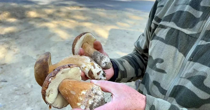 Saatlerce gezip 3 adet bulabiliyorlar! Kiloyla değil gramla satılıyor