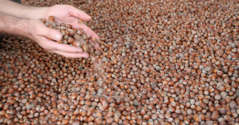 Türkiye fındık ihracatından 10 ayda 1,8 milyar dolar gelir sağladı