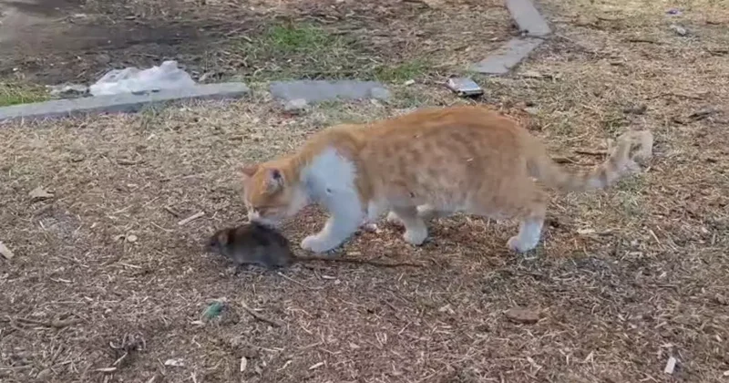 Kedi ile farenin dostluğu şaşırttı