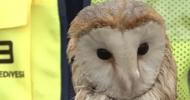 Sakarya’da olta misinasına takılan peçeli baykuş kurtarıldı VİDEO İZLE