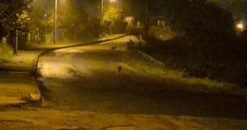 Çakallar şehir merkezini mesken tuttu