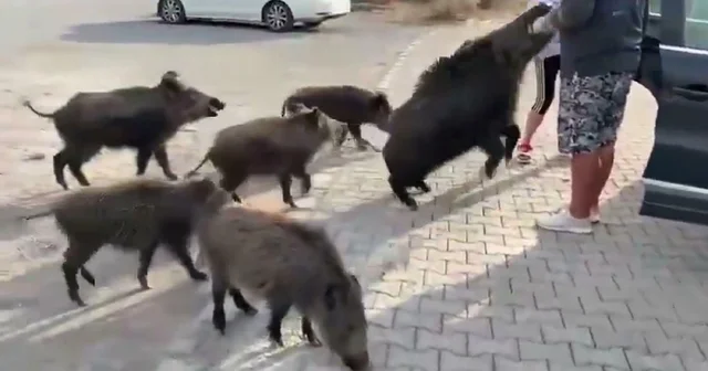 Beslemeye çalıştığı yaban domuzu, tatilcinin kolunu ısırdı; o anlar kamerada Aydın Haberleri