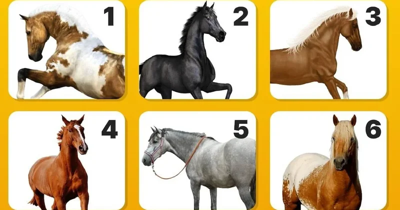 Seçtiğiniz at kişiliğinizi ele veriyor: Bu test karakterinizin gizli yönlerini ortaya çıkarıyor Sözcü Gazetesi