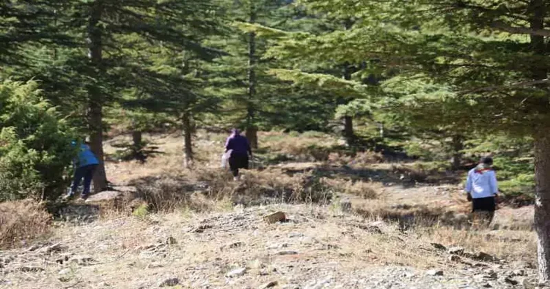 Doğada kendiliğinde yetişiyor! Köylünün yüzünü güldüren ürüne 4 milyon liralık fatura kesildi