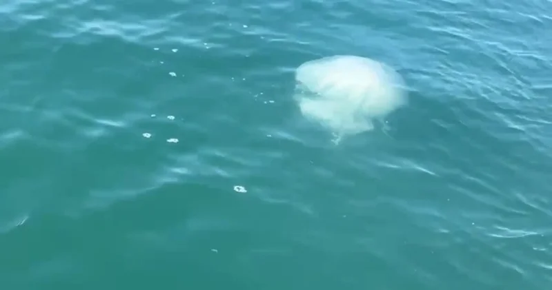 Denizler soğumayınca Körfez de zehirli denizanası vakaları arttı! Son dakika haberleri