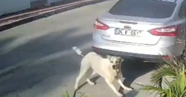 Havladığı gerekçesiyle köpeği vurup öldüren emekli polis hakkında yakalama emri Antalya Haberleri