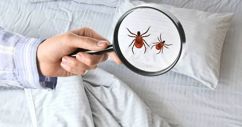 Yatak ve çarşaftaki toz akarları kaç derecede ölür, 15 mi, 60 mı? Sözcü Gazetesi